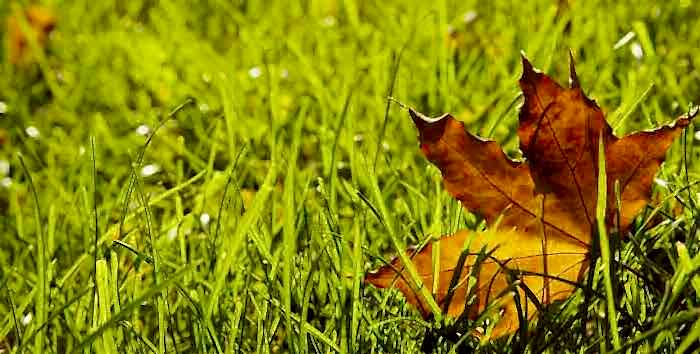 Seasonal grass autumn